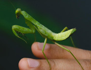 Are praying mantises endangered