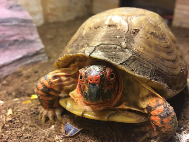 There are some exceptions for turtles that should not go into hibernation, for example very young ones, underweight turtles or sick turtles.