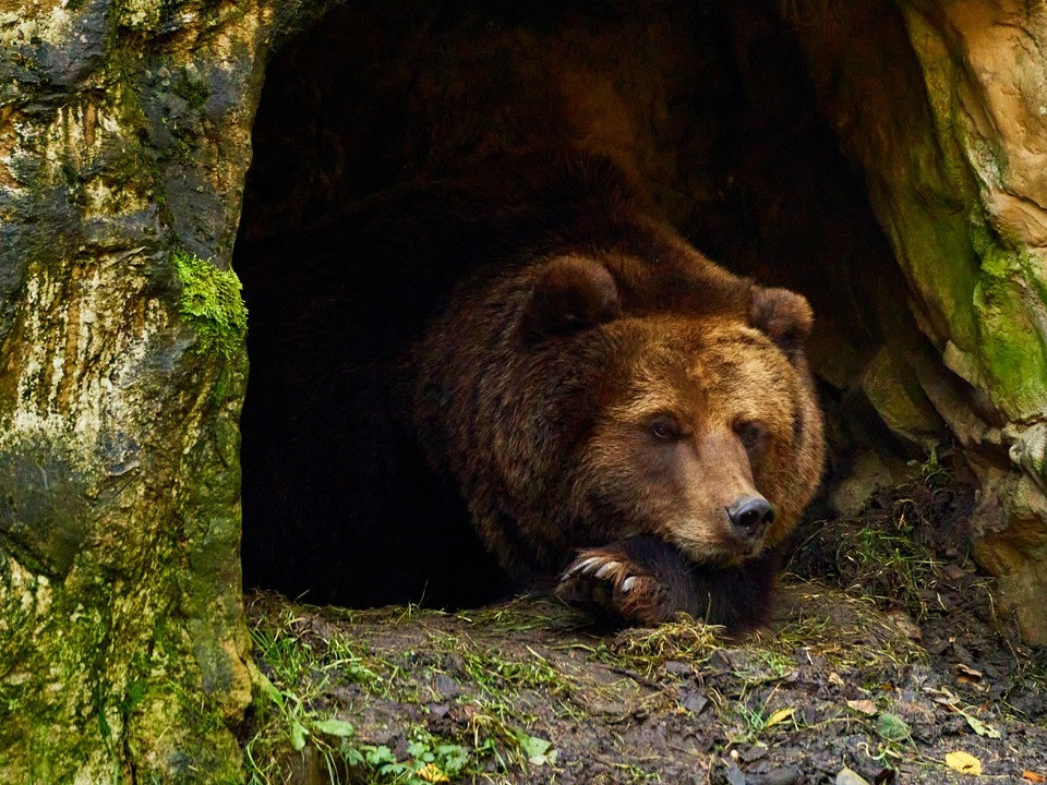 15 Adorable Animals That Hibernate in Winter - Utopia